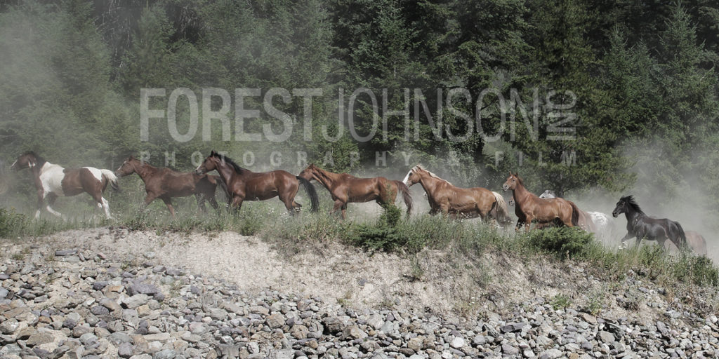 Montana - Forest Johnson Photo